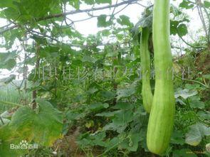 砍瓜恁么吃,解锁夏日清凉美食新境界