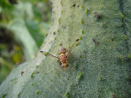 瓜虫怎样吃,瓜虫的独特进食方式揭秘