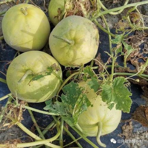 线下吃瓜,揭秘娱乐圈幕后故事