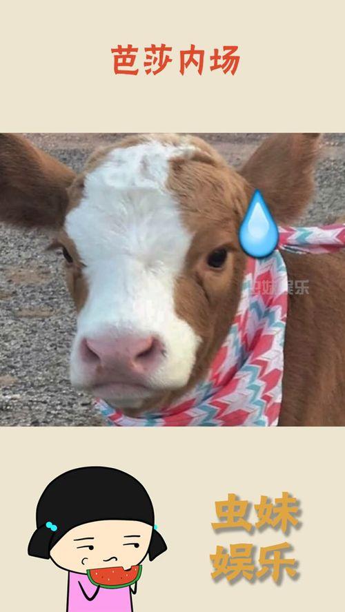 抖音背景吃瓜图片,网络热议背后的真相