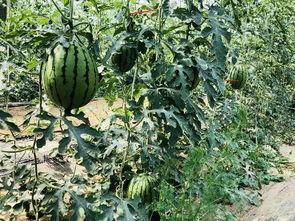 定州翰林城吃瓜