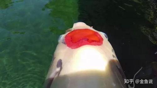 金鱼吃瓜视频,一场奇妙的视觉盛宴