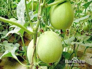 怀孕吃不吃洋瓜,洋瓜食用解析