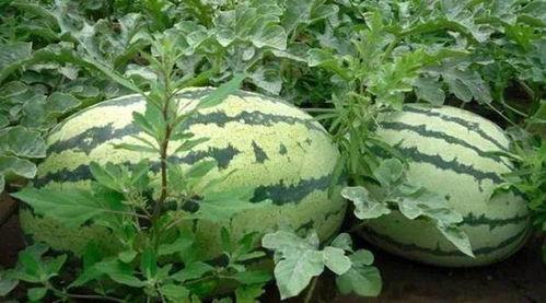 吃瓜白天,白天如何度过欢乐时光