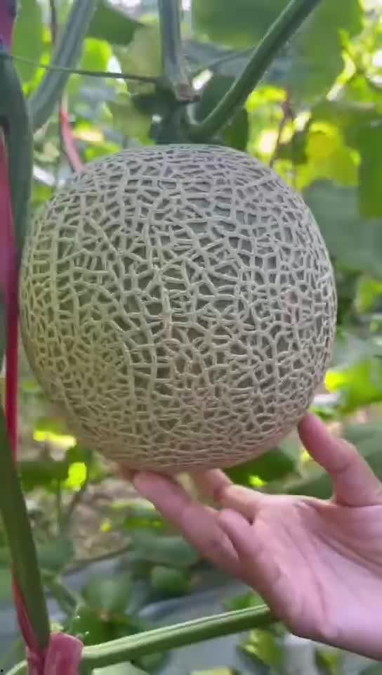 海南玲珑瓜怎么吃,海南玲珑瓜的多样食法探索