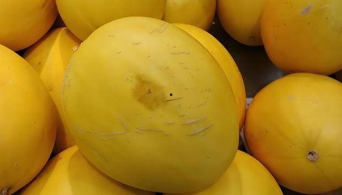 黄色可以吃的瓜,探寻黄色可食用瓜的魅力