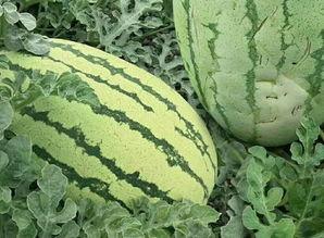 吃瓜的样子不错