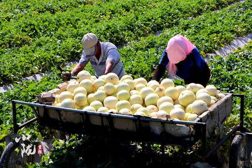 来民勤吃瓜,品味夏日田园风情