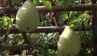 带你吃瓜吃野生的风,带你领略“吃瓜吃野生”的独特魅力