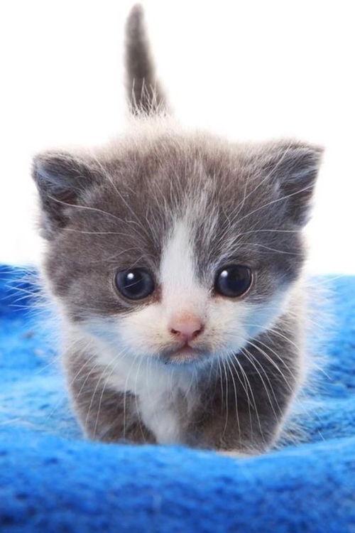 一个吃瓜神经病熊喵