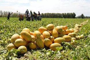 贝可可吃哈密瓜,甜蜜时光的美好回忆