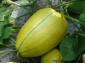 吉林教育机构吃瓜,揭秘吃瓜背后的真相