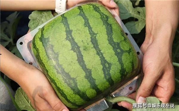 火爆吃瓜结局,真相大白，反转再反转！