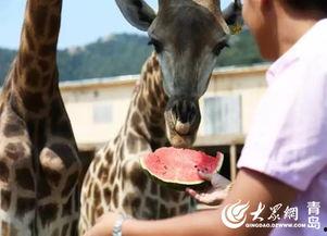 吃瓜的长颈鹿,揭秘动物界的独特饮食习惯