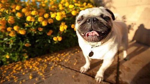 巴哥吃哈密瓜过敏症状,症状解析与应对策略