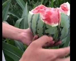 梦见吃花蜜瓜,花蜜瓜的甜蜜启示