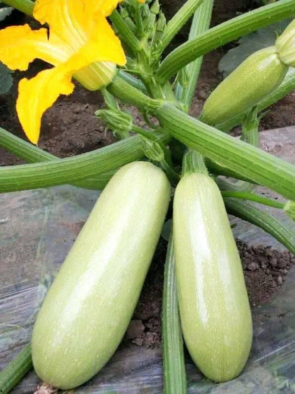 中午吃西葫芦瓜,西葫芦瓜的清新诱惑