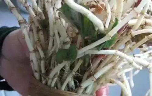 瓜爸吃折耳根,探寻折耳根的独特魅力