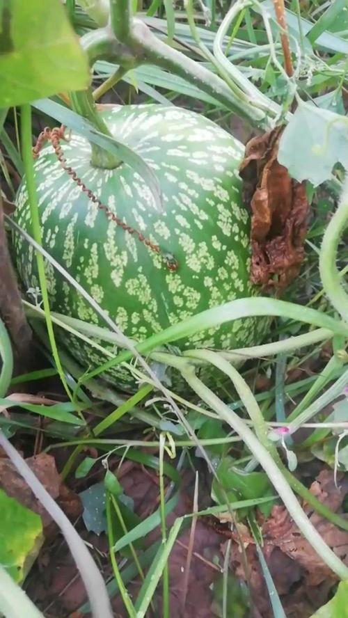 嫩草吃瓜在线观看,揭秘网络热剧背后的故事与魅力