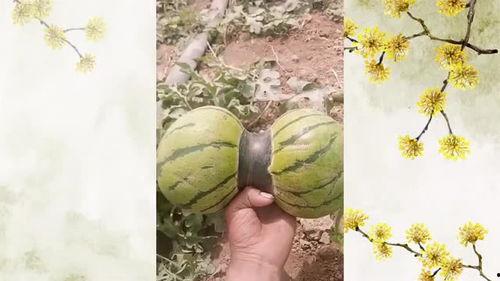 裹头吃瓜,揭秘古代宫廷的奇特饮食习惯