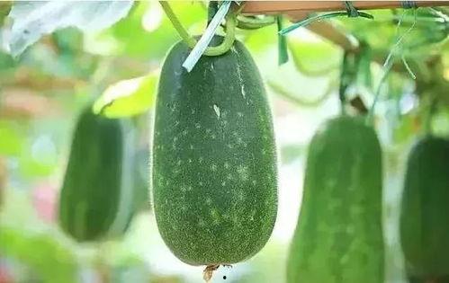 小暑吃瓜大暑吃啥,大暑时节的美食推荐