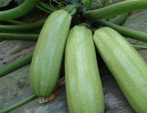 吃附子瓜有什么好处