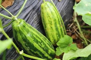 瓜吃瓜什么意思,揭秘“吃瓜群众”背后的社会现象