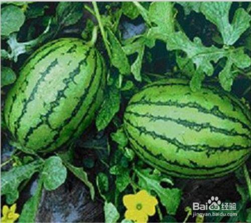 怎么回事吃瓜不吃瓜