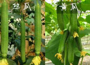 棱瓜花可以吃吗