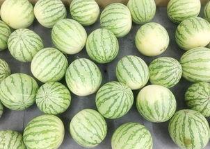 吃瓜一堆,吃瓜一堆背后的真相与内幕