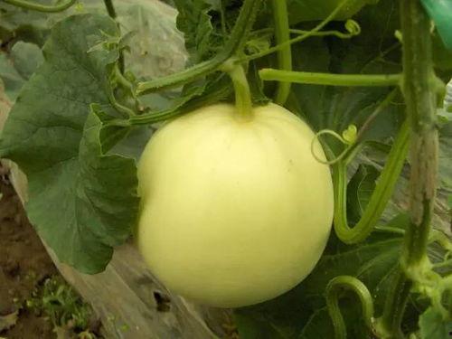 一起吃瓜得小瓜,一起品尝吃瓜小瓜的欢乐时光